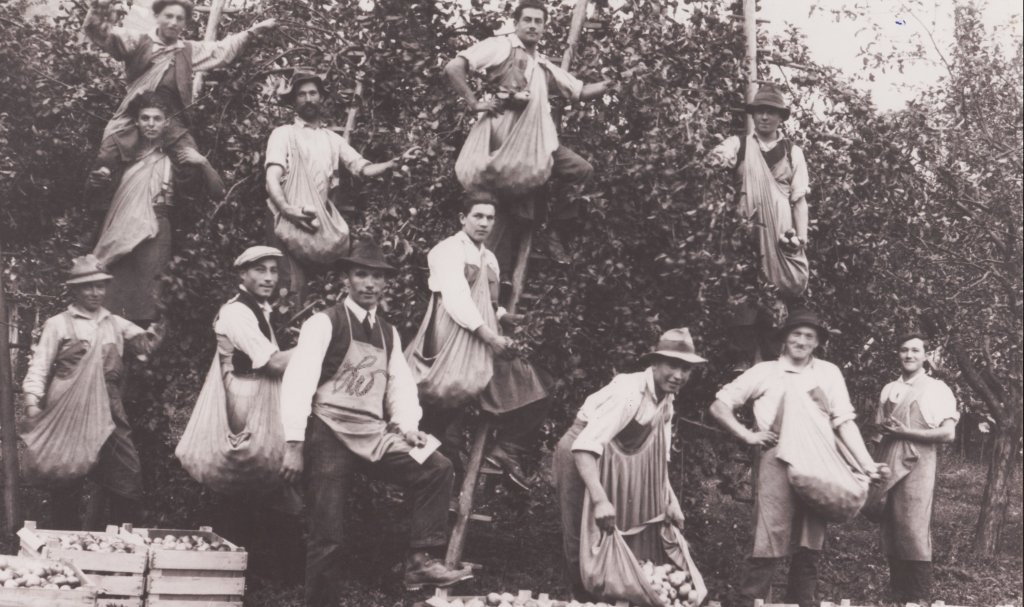 Sortenentwicklung in Südtirol