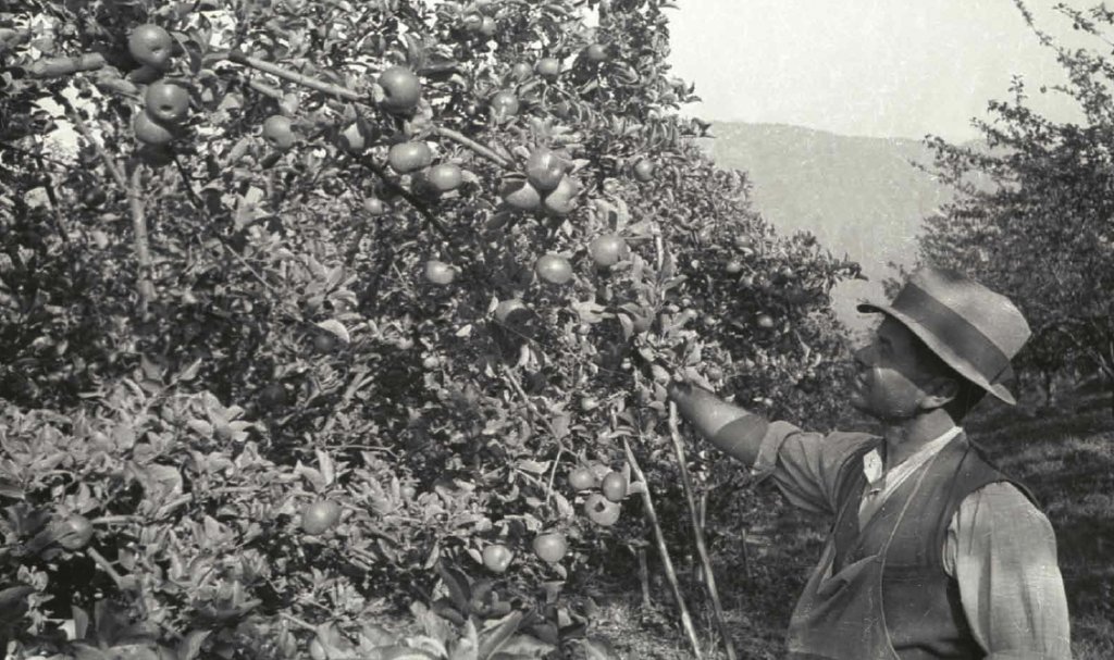 Sortenentwicklung in Südtirol